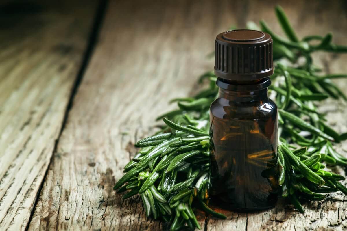Óleo essencial de tea tree (melaleuca): conheça os benefícios! – Use Orgânico