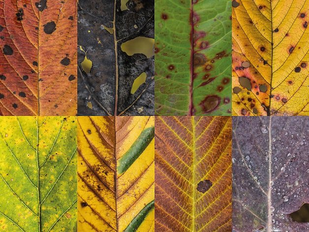Fotógrafa capta a beleza e a diversidade das folhas no outono