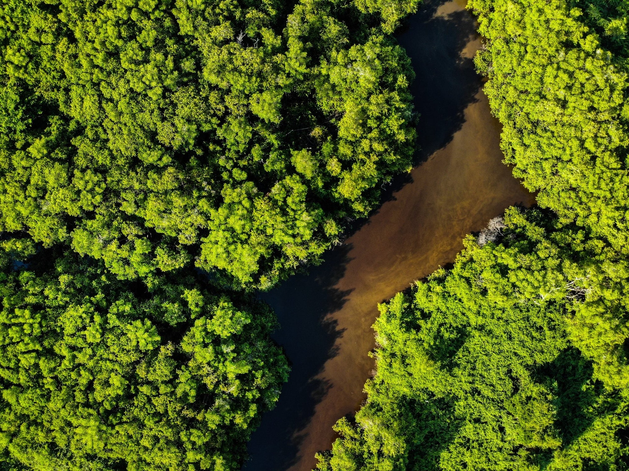 Brasil: o país com a maior biodiversidade do mundo – Use Orgânico