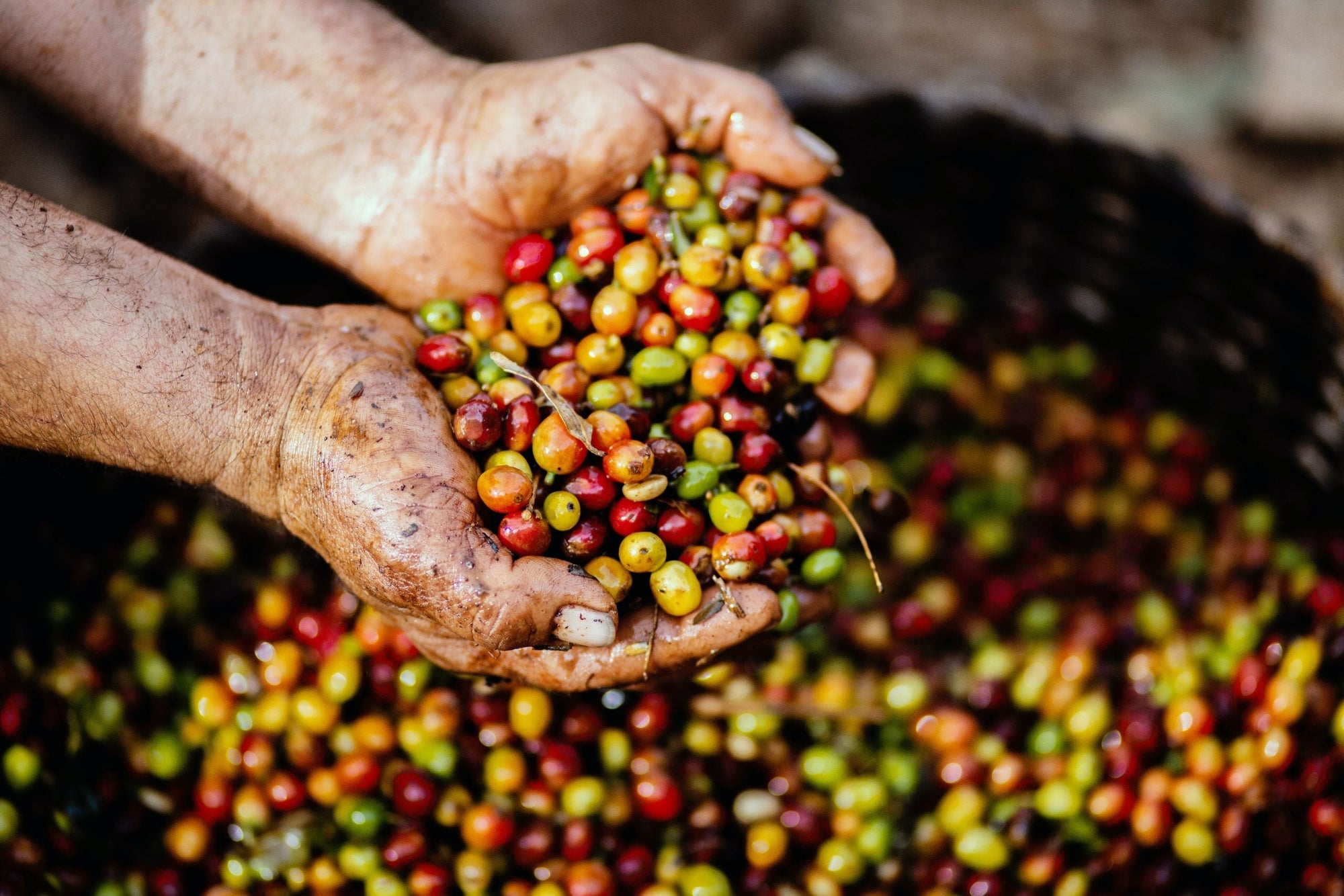 Óleo essencial de café verde e seus benefícios – Use Orgânico