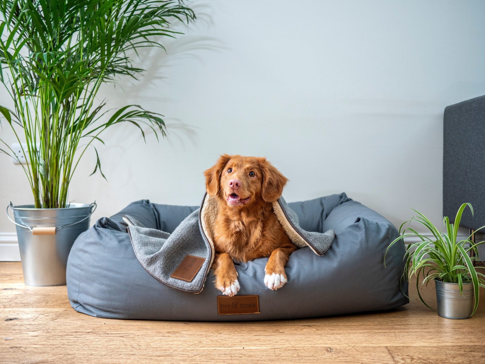 Vantagens dos produtos naturais para pets – Use Orgânico
