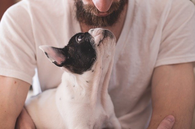 Produtos naturais para pets: Conheça os benefícios de usá-los! – Use Orgânico
