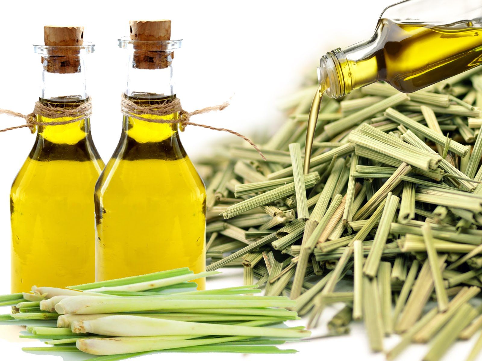 Óleo essencial de lemongrass - conheça os benefícios! – Use Orgânico