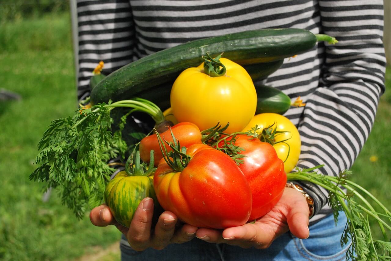 3 maneiras de fazer uma mini horta em casa