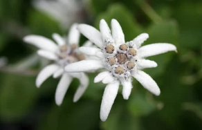 edelweiss