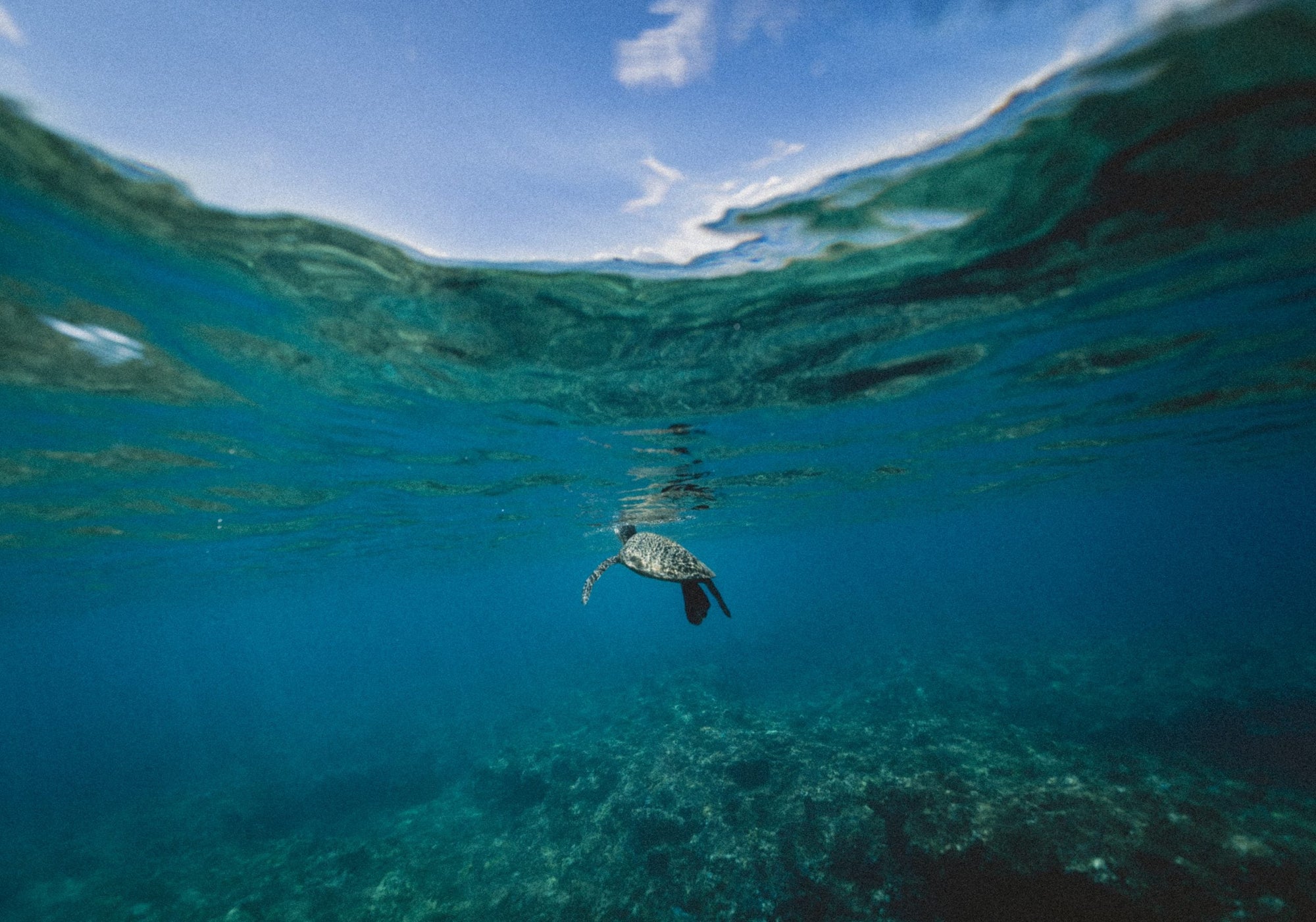 Blue Beauty: unindo forças na preservação dos oceanos – Use Orgânico