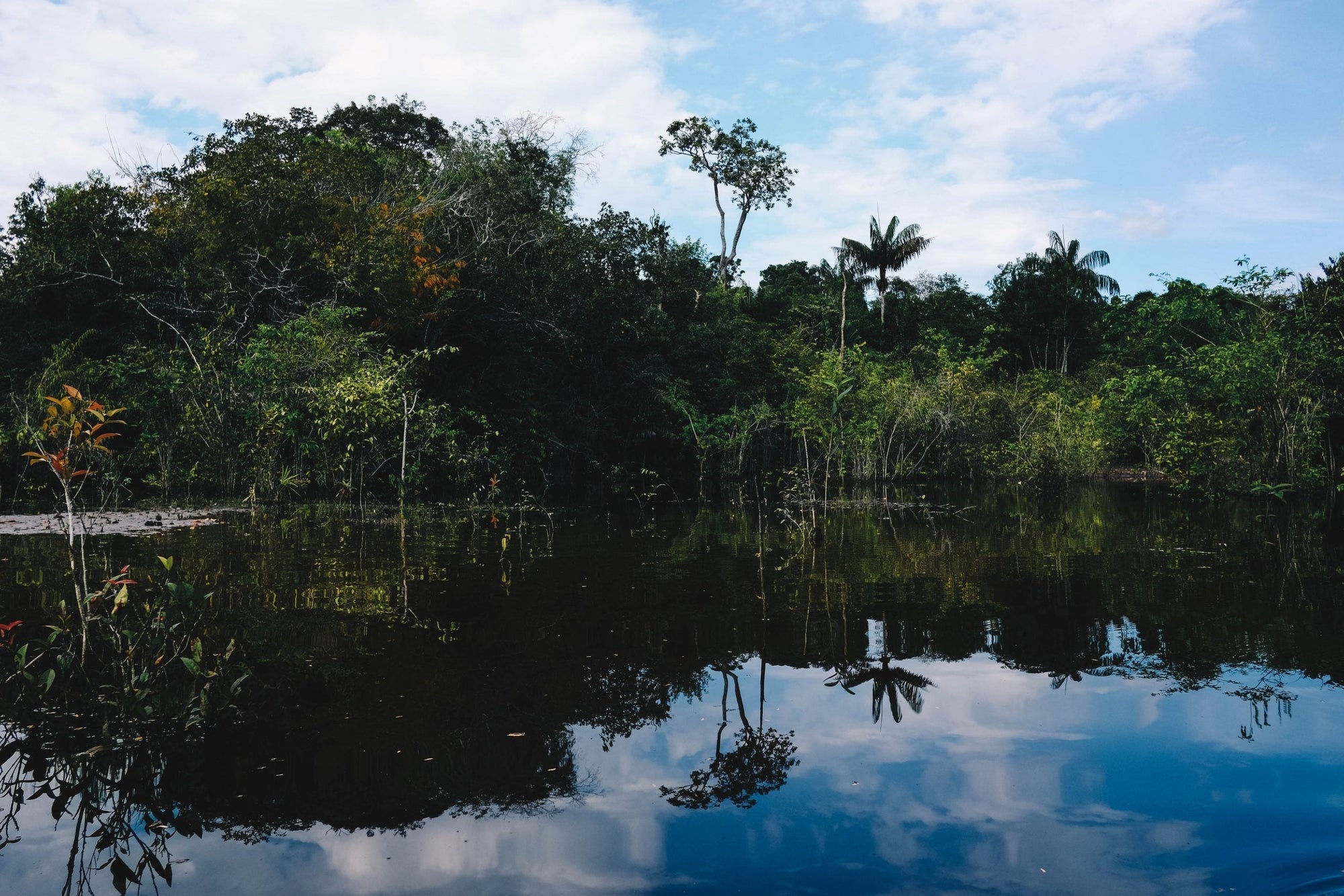 Óleos vegetais e Óleos essenciais da Amazônia – Use Orgânico