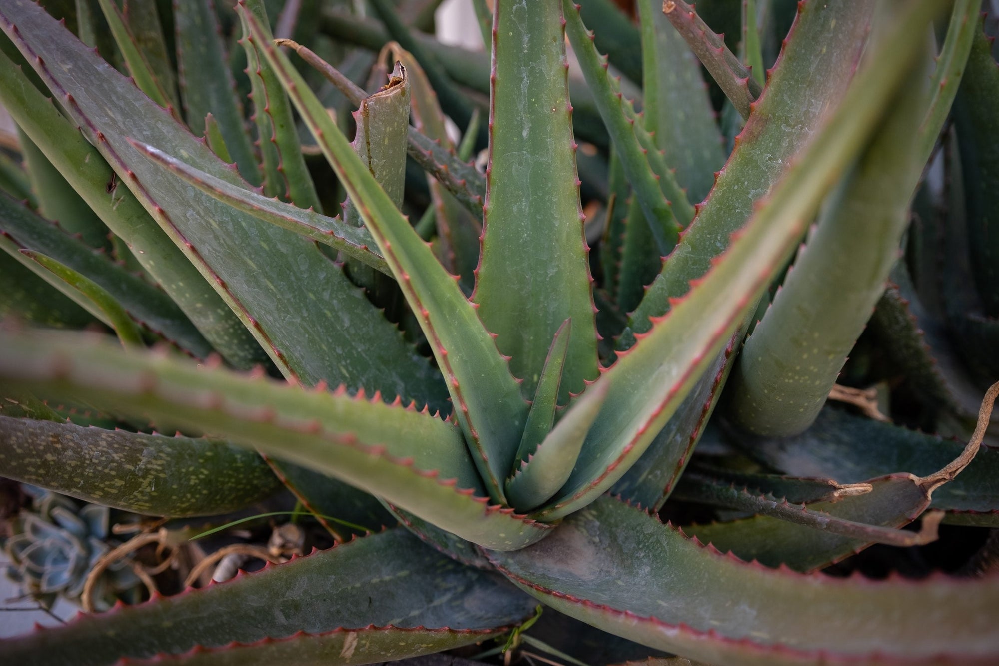 Como utilizar o gel de Aloe Vera (babosa) – Use Orgânico