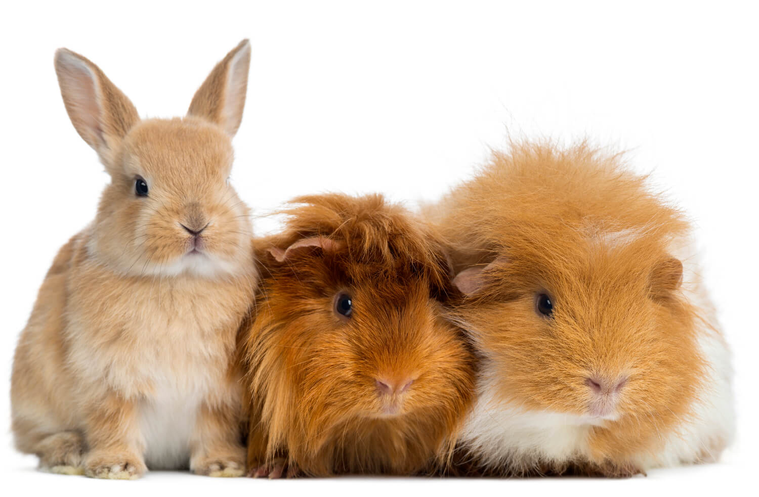 O que significa cruelty-free ? | Confira aqui no Blog Use Orgânico