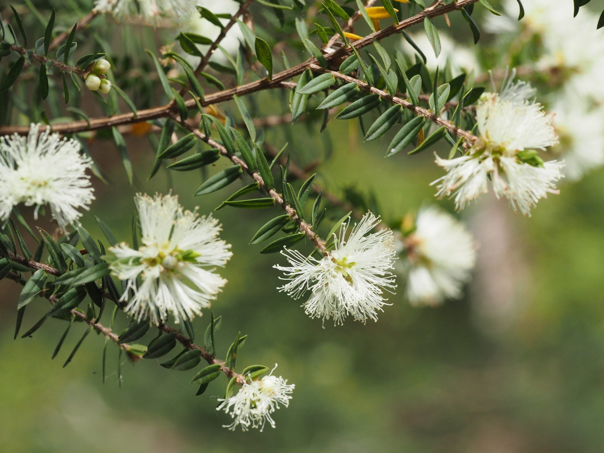 Tea Tree: O óleo essencial do sistema imunológico – Use Orgânico