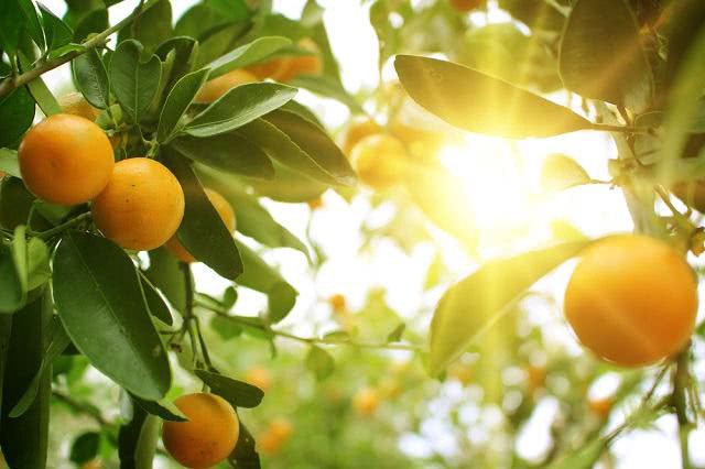 Óleos cítricos e exposição ao Sol – Use Orgânico