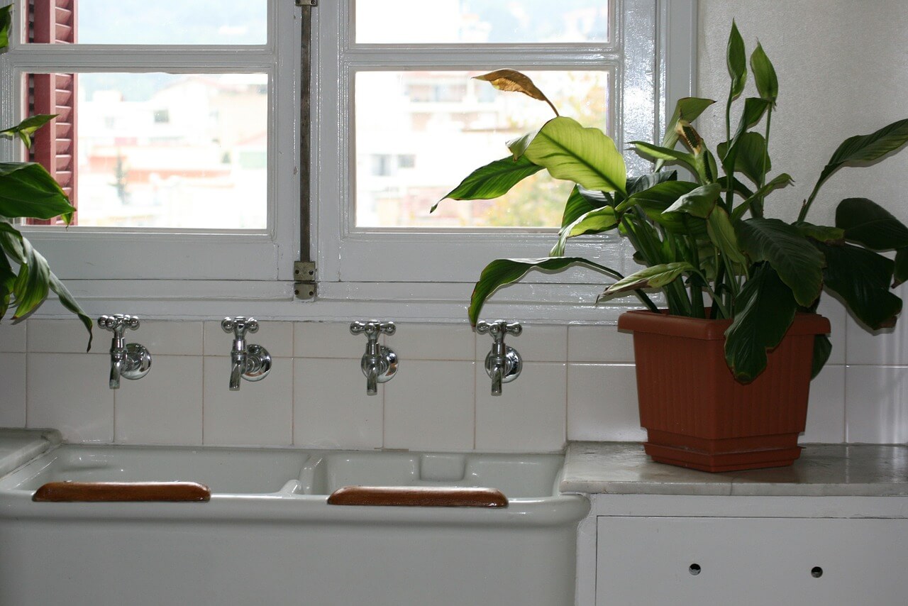 5 plantas comuns que purificam o ar da sua casa