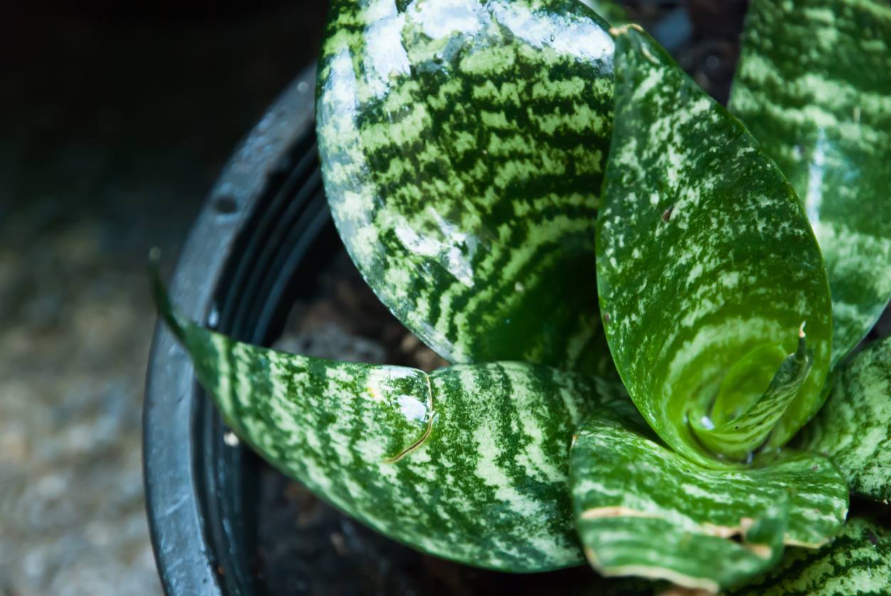 Nasa elege as 17 melhores plantas para limpar o ar