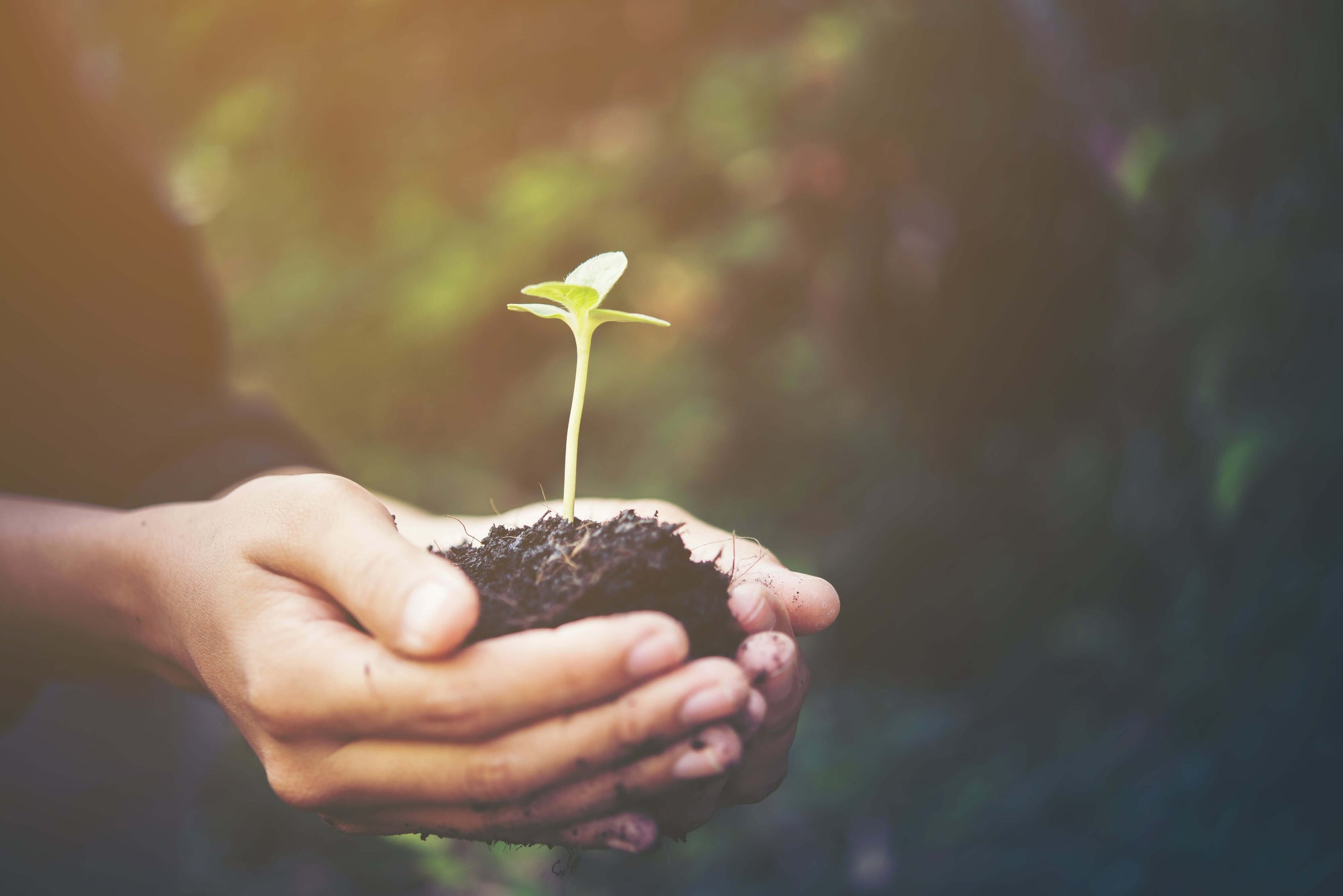 4 motivos para usar produtos orgânicos em seu dia a dia!