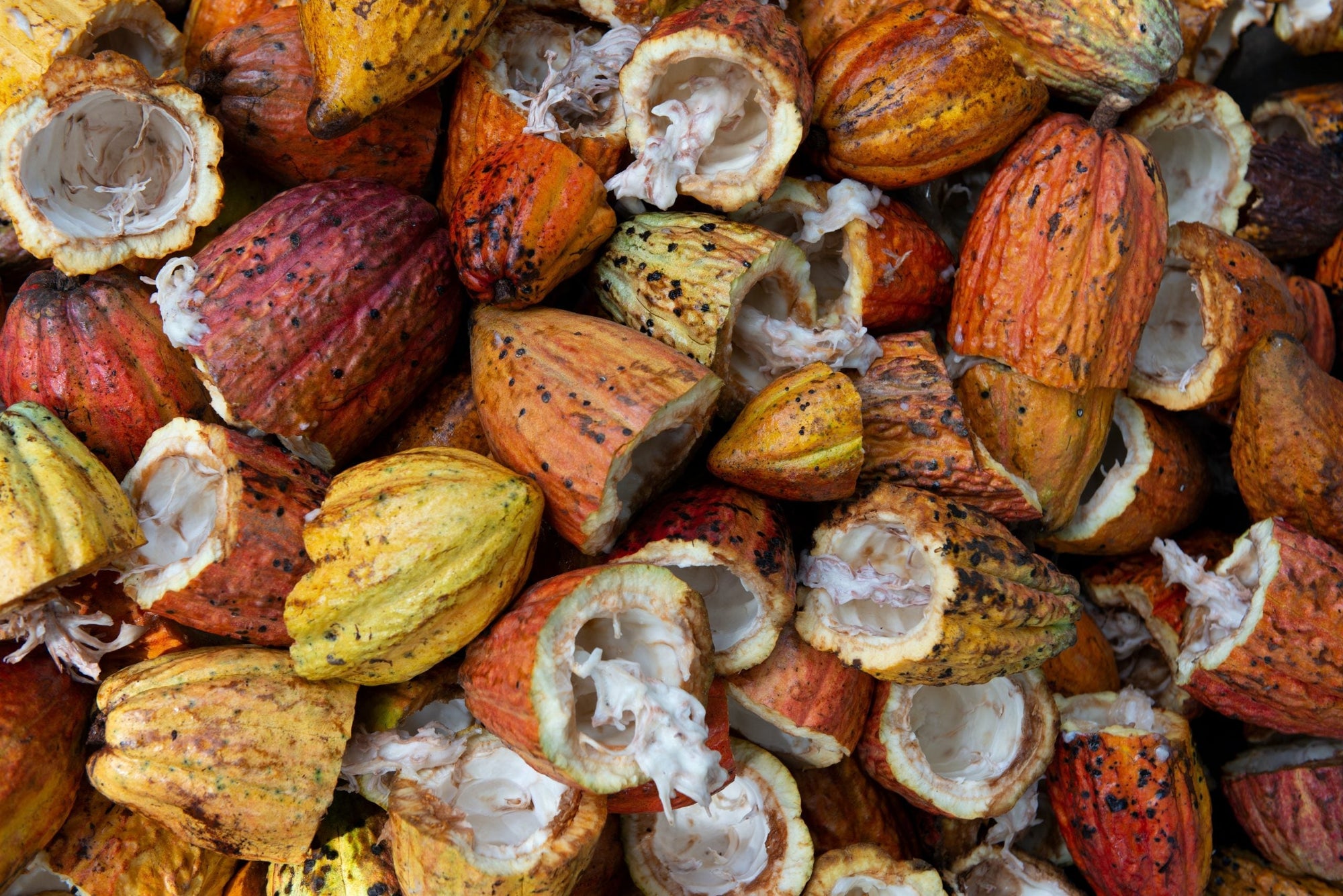 Cacau: delicioso aliado da beleza e do bem-estar – Use Orgânico