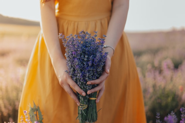Usos e benefícios do óleo essencial de Lavanda