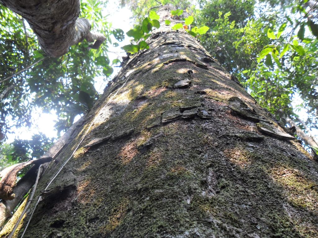 Conheça os benefícios e usos do óleo vegetal de copaíba – Use Orgânico