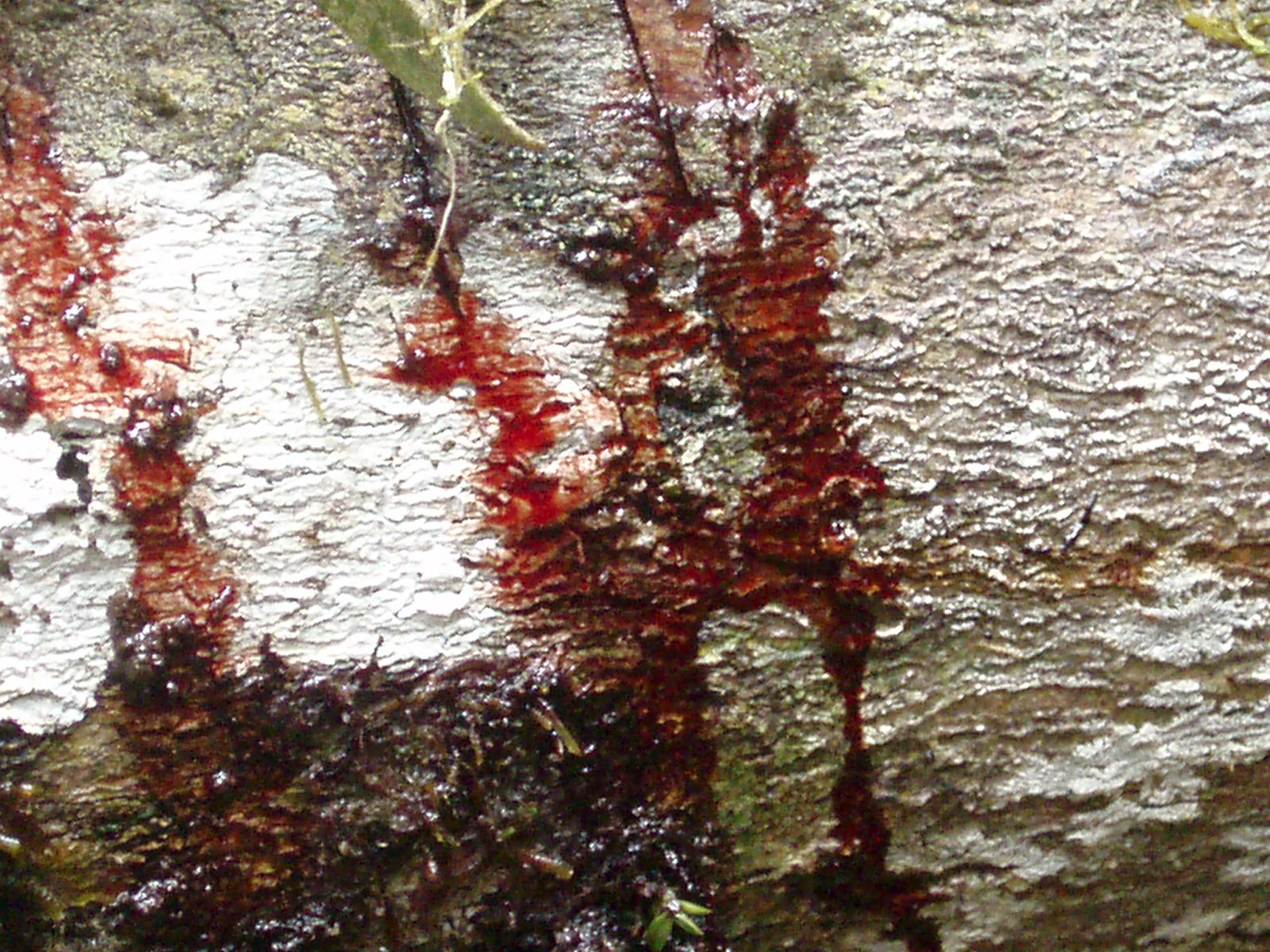 Usos e benefícios do Sangue de dragão – Use Orgânico