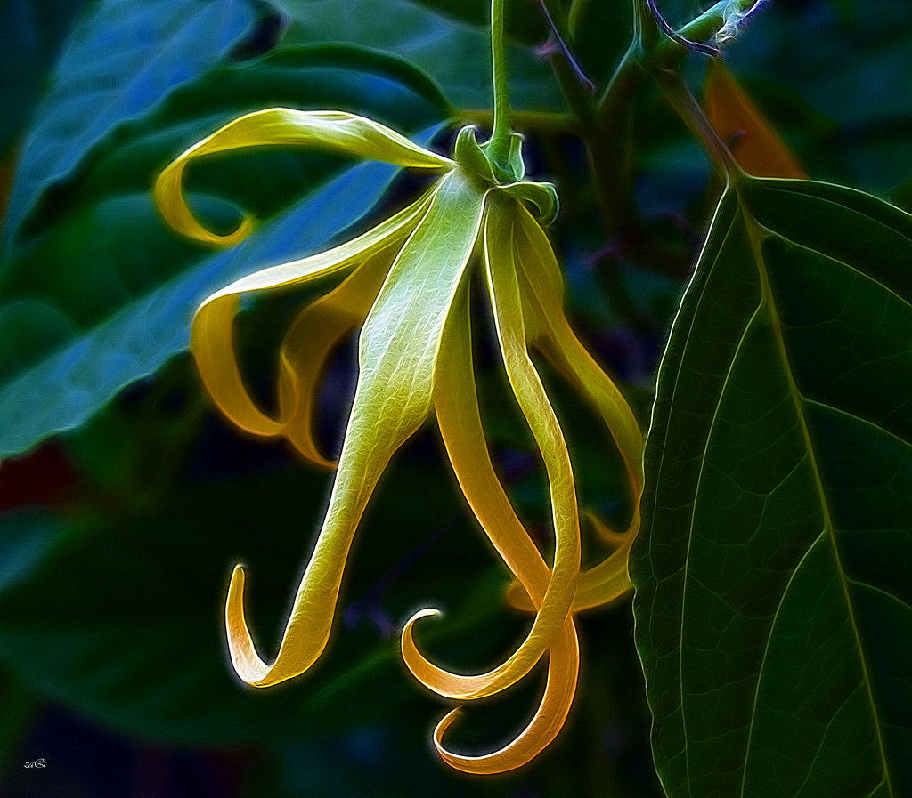 O Ylang Ylang e seus diferentes óleos essenciais