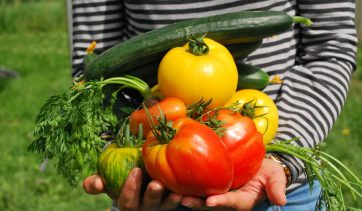 3 maneiras de fazer uma mini horta em casa | Use Orgânico