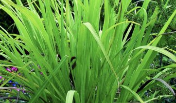 Óleo essencial de palmarosa : usos e benefícios