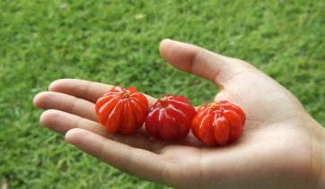 Quais os benefícios da pitanga para os cabelos e como usa-la?