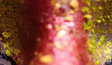 O Glitter Ecológico e Biodegradável da Pura BioGlitter é elaborado com ingredientes naturais a base de algas marinhas e biodegradáveis.