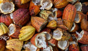 Cacau: delicioso aliado da beleza e do bem-estar