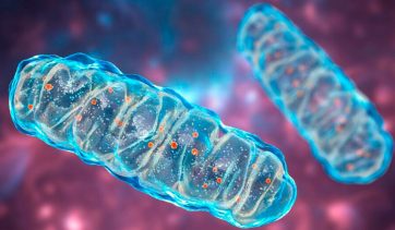 Descubra como o flúor pode impactar em nosso corpo.